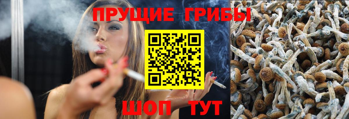 Псилоцибиновые грибы MAGIC MUSHROOMS  Вход с VPN  Павловский Посад  Галлюциногенные грибы Psilocybine cubensis 